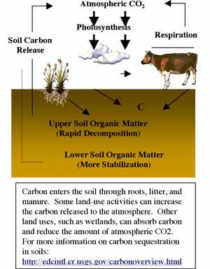 Carbon enters the soil as roots, litter, harvest residues, and animal manure. It is stored primarily as soil organic matter (SOM). The density (weight/volume) of carbon is highest near the soil surface. But much of the most recently deposited SOM decomposes rapidly, releasing CO2 to the atmosphere. Some carbon becomes stabilized, especially in the lower part of the soil profile. Balanced rates of input and decomposition determine steady state carbon fluxes. However, in many parts of the world, agriculture and other land-use activities have upset the natural balance in the soil carbon cycle, contributing to an alarming increase in carbon release from soils to the atmosphere in the form of CO2. Carbon sequestration in soils is a climate-change-mitigating strategy based on the assumption that movement, or flux, of carbon from the air to the soil can be increased while the release of carbon from the soil back to the atmosphere is decreased. In other words, certain activities can transform soil from a carbon source (emits carbon) into a carbon sink (absorbs carbon). This transformation has the potential to reduce atmospheric CO2, thereby slowing global warming and mitigating climate change.