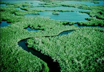 Photograph of the Everglades