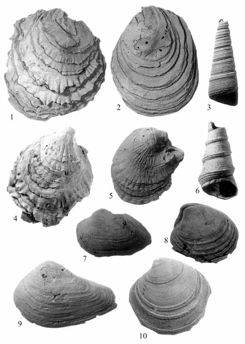 Mollusks common in the Piscataway Member of the Aquia Formation. For a more detailed explanation, contact Lauck Ward at  lwward@vmnh.net.