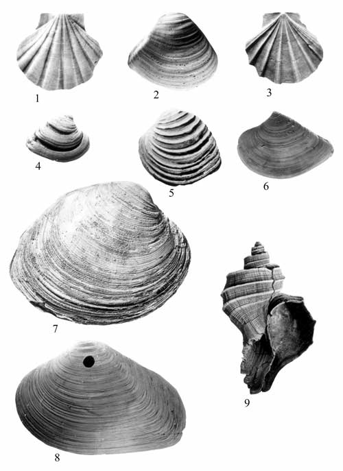 Mollusks common in the Calvert Formation. For a more detailed explanation, contact Lauck Ward at  lwward@vmnh.net.