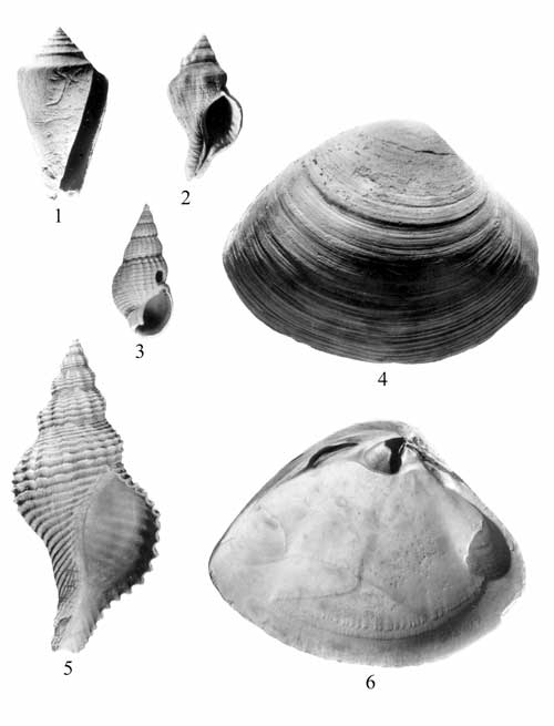 Mollusks common in the St. Marys Formation. For a more detailed explanation, contact Lauck Ward at  lwward@vmnh.net.