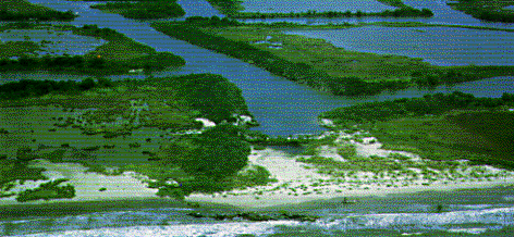 Photo of wetlands