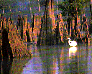 Photo of egret and cypress knees