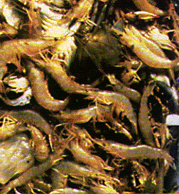 photo of shellfish