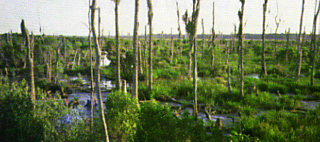 Louisiana wetland