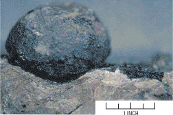 Photograph of small coal ball specimen from the Carbondale
Formation, Illinois basin