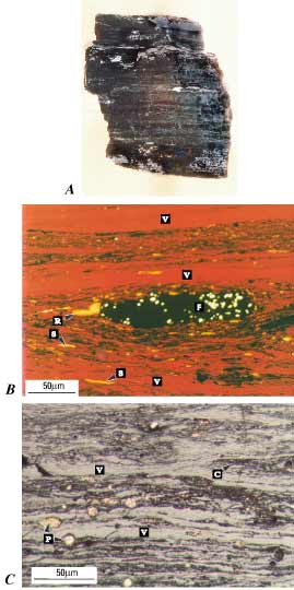 A, Photograph of a lump of bituminous coal from
      Pennsylvania showing typical banding caused by layering of a
      variety of preserved plant types as they accumulated in an ancestral
      peat swamp. B, Photomicrograph of a
      thin section of a small piece of bituminous coal from Illinois photographed
      in transmitted light. C, Photomicrograph of a polished surface of a small piece of bituminous
      coal from Pennsylvania photographed in reflected light