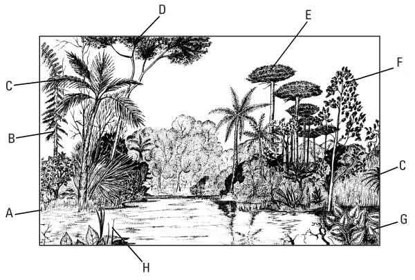 Pen and ink drawing showing a reconstruction
      of a peat-forming, fluvial
      coal swamp and peripheral,
      bottom-land vegetation of
      Late Cretaceous age (about
      70 million years ago) in what
      is now eastern Utah.