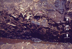 Photograph of a peat bed in Indonesia
