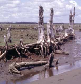 photograph of stumps with roots showing