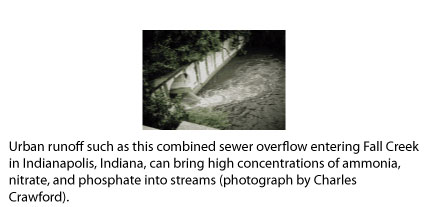 photo page 16 - Urban runoff such as this combined sewer overflow entering Fall Creek
in Indianapolis, Indiana, can bring high concentrations of ammonia,
nitrate, and phosphate into streams (photograph by Charles
Crawford).