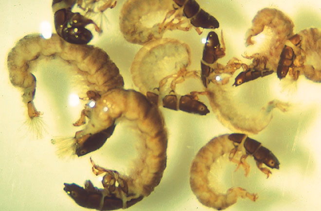 Caddisfly Larvae