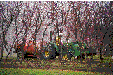 Photo of almond orchard spraying