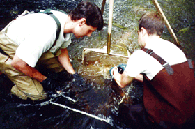 Sampling aquatic invertebrates in the Rockaway River at Boonton, N.J.