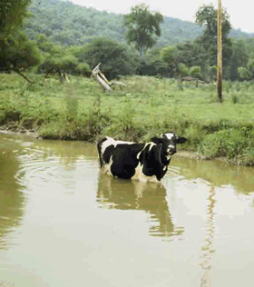 Figure 17. Livestock in South Branch Plum Creek, as in many agricultural basins, contribute nitrate to the ecosystem.