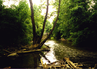 Figure 26. High-quality stream habitat supports a variety of pollution in tolerant fish species along the West Branch of the St. Joseph River.