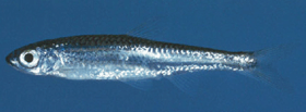 Figure 17. Example of a telescope shiner (Notropis telescopus), a non-native species s in the Kanawha–New River Basin. (Photograph from Jenkins and Burkhead, 1994; used by permission from the Virginia Department of Game and Inland Fisheries)