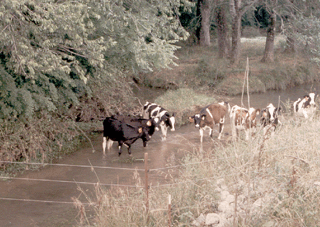 Livestock are a major contributor to fecal coliform levels in area streams.