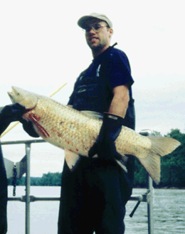 Organochlorine pesticides, such as DDT, can be found in streambed sediment and can accumulate in tissues of fish, such as this carp.