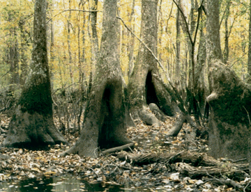 Much of the Mississippi Embayment Study Unit was bottomland hardwood forests and wetlands well into the 20th century.