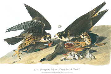 John James Audubon’s painting of the peregrine falcon that he worked on while visiting the Yazoo River area in 1821. (Reprinted courtesy of the National Audubon Society.)