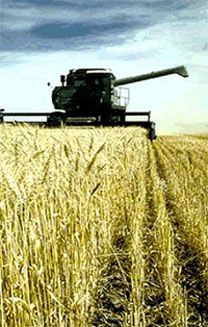 Photo of a wheat field (photo courtesy of Don Breenemen, University of Minnestoa Agricultural Extension Service)