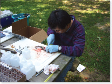 Photo of USGS Investigator processing fish for health evaluations.
