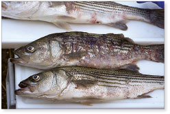 Photo of mycobacteriosis lesions in striped
bass