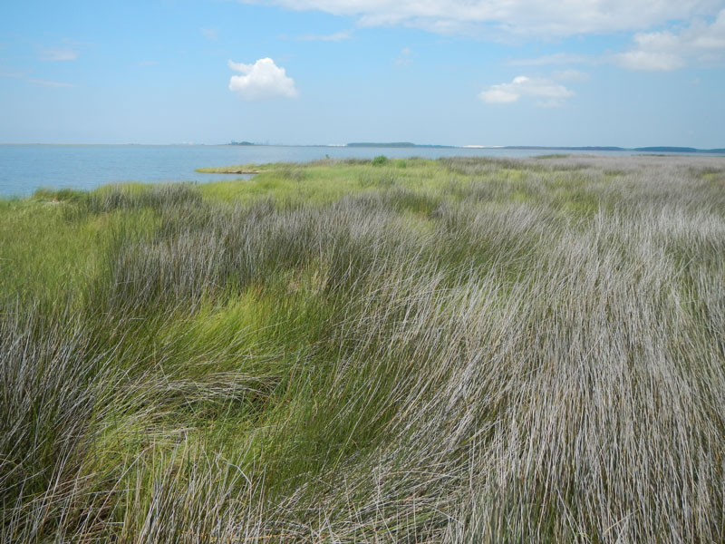 Photograph of Grand Bay, Alabama-Mississippi, marsh and open bay looking west, taken May 2015.