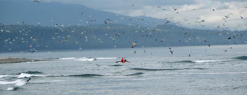 photo of scientist on Personal Watercraft (PWC) just offshore; the sky is filled with gulls