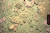 Photograph of the sea floor near LT-B.  The bottom is covered with cobbles.