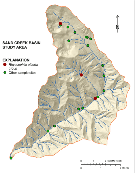 Figure showing the distribution of Rhyacophila alberta group in the Sand Creek Basin