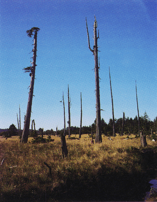Dead Forest Pictures