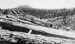Photograph showing one of many forested areas that was destroyed by high-speed avalanches called pyroclastic flows from Mount Lassen