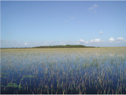 Fixed tree island in the central Everglades. Photograph by Debra A.
       Willard.