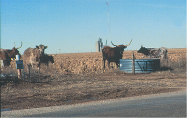 Photo showing cattle grazing in Cimarron County, Oklahoma (Photograph courtesy of R.R. Luckey, U.S. Geological Survey).