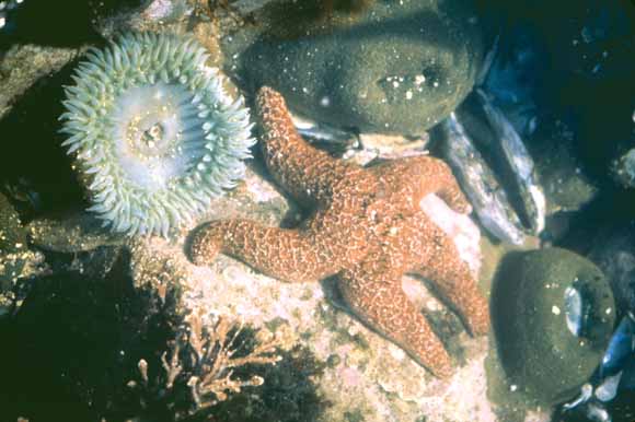 Photo of anemones and sea star