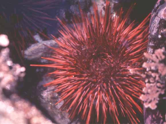 Photo of urchin