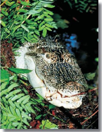 photo of alligator coming out of bushes