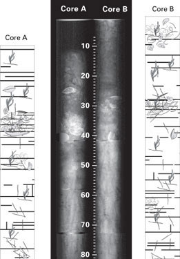 X-radiographs and schematic sections of the top 80 cm of USGS cores collected from Featherbed Bank, Biscayne Bay, Fla., in 20