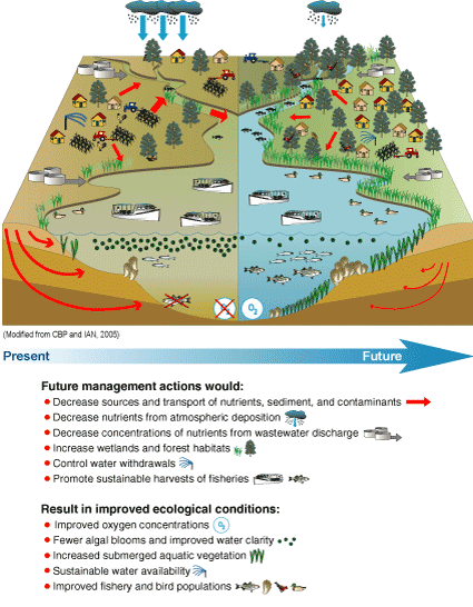 Figure 2. Conceptual diagram of present and potential future conditions of the Chesapeake Bay ecosystem (from Phillips, 2005, modified from CBP and IAN, 2005). (Click to view larger image)