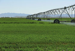 Photo of Irrigation