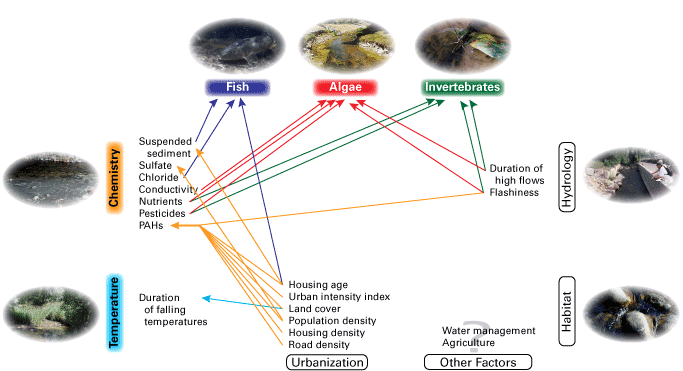 fish reproduction diagram
