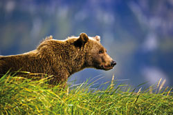 photo of bear: © Michael Melford