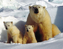Photograph of Polar Bears
