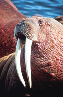 Photograph of a walrus