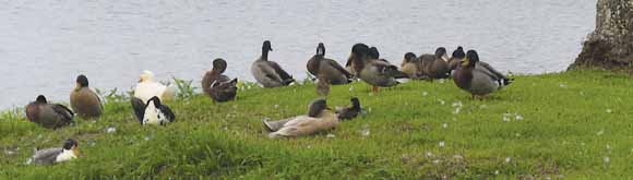 picture of different varities of ducks along the river bank.  Figure caption below