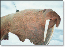 Pacific walrus with satellite radio-tag.