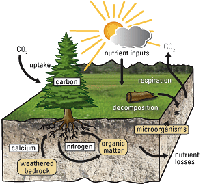 illustration of carbon/nutrient cycle in forest