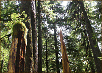 photo of trees